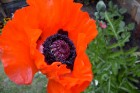 Oriental Poppy